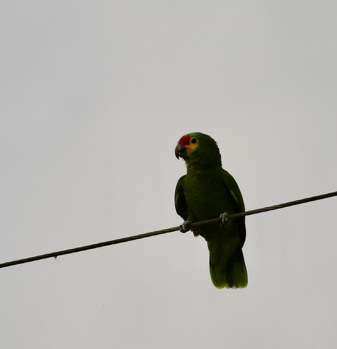 Red-lored Amazon - ML645908864