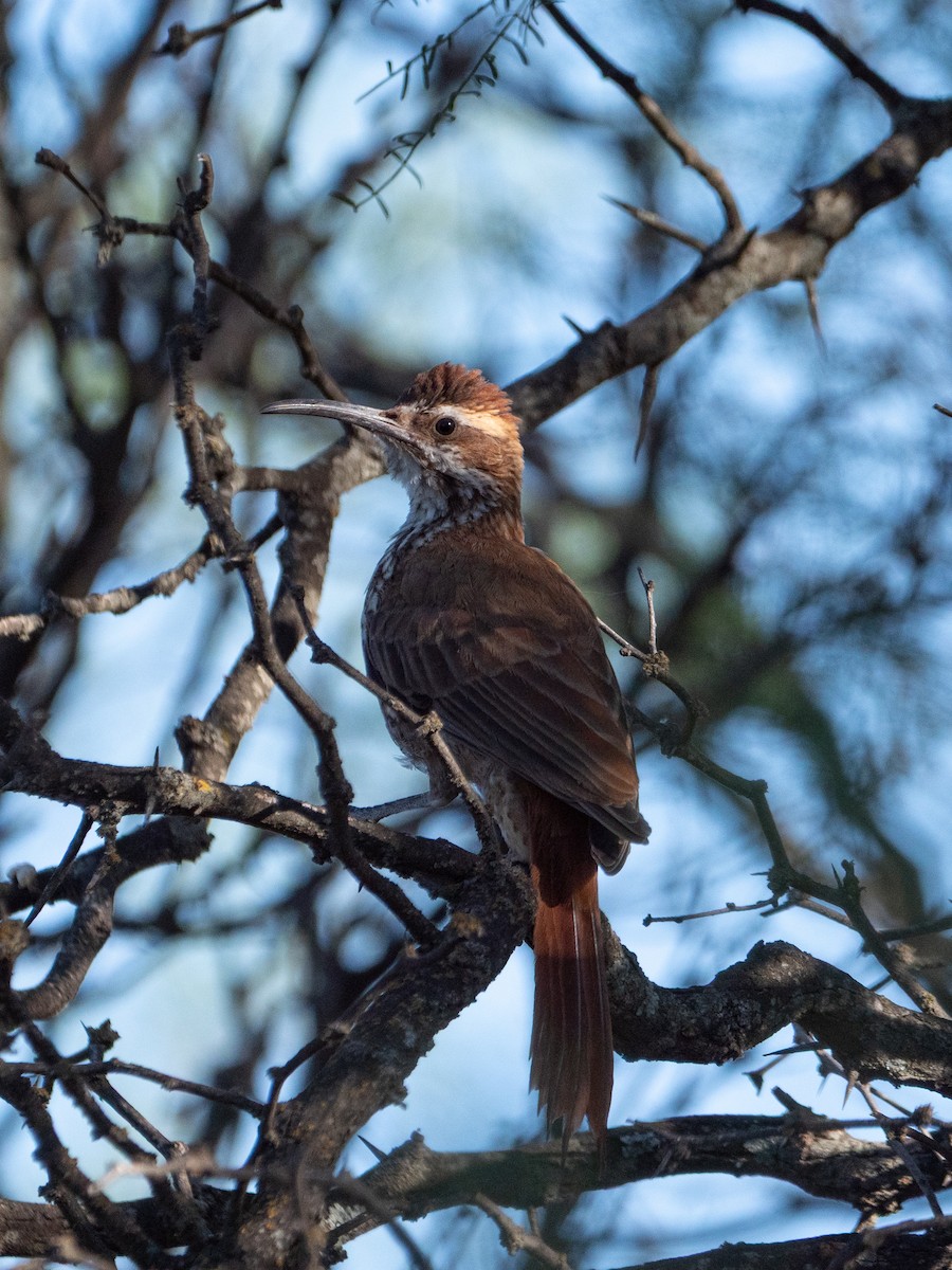 Scimitar-billed Woodcreeper - ML645908868