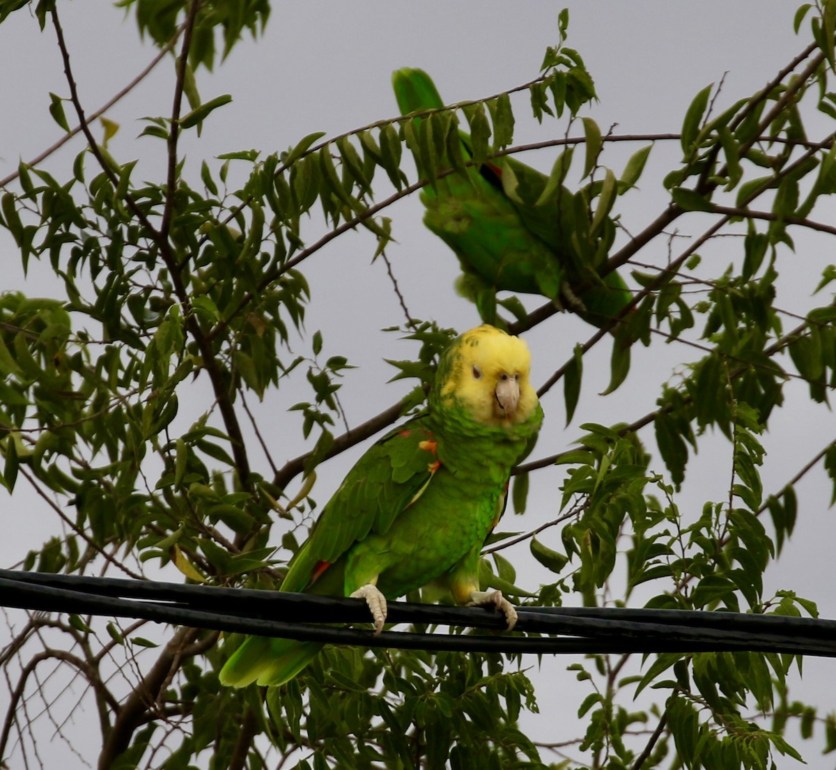 Gelbkopfamazone - ML645908890