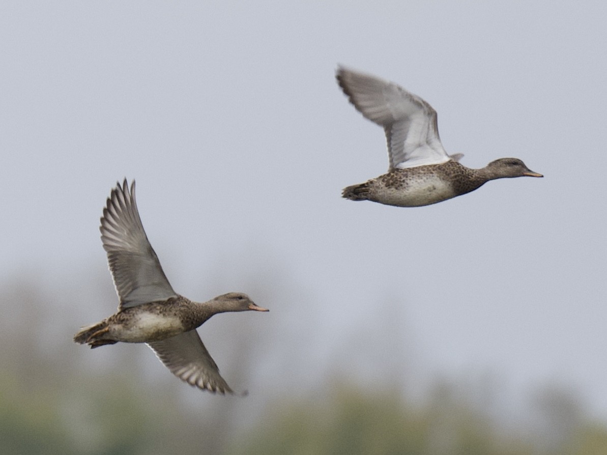 kopřivka obecná - ML645908895