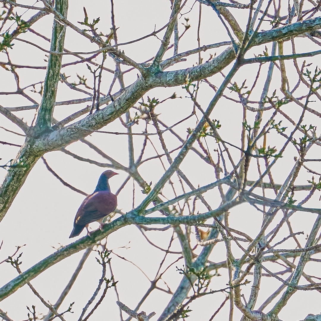 Red-billed Pigeon - ML645908909