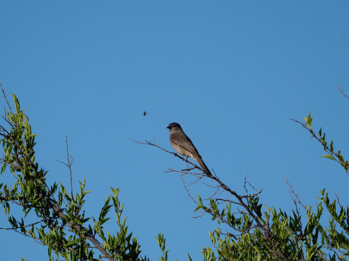 Crowned Slaty Flycatcher - ML645908916