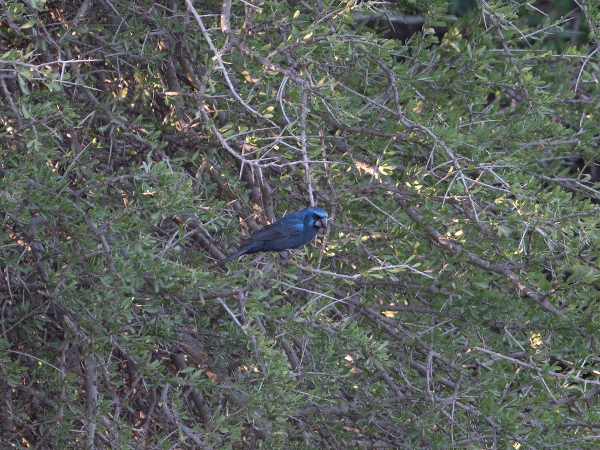 Ultramarine Grosbeak - ML645908920