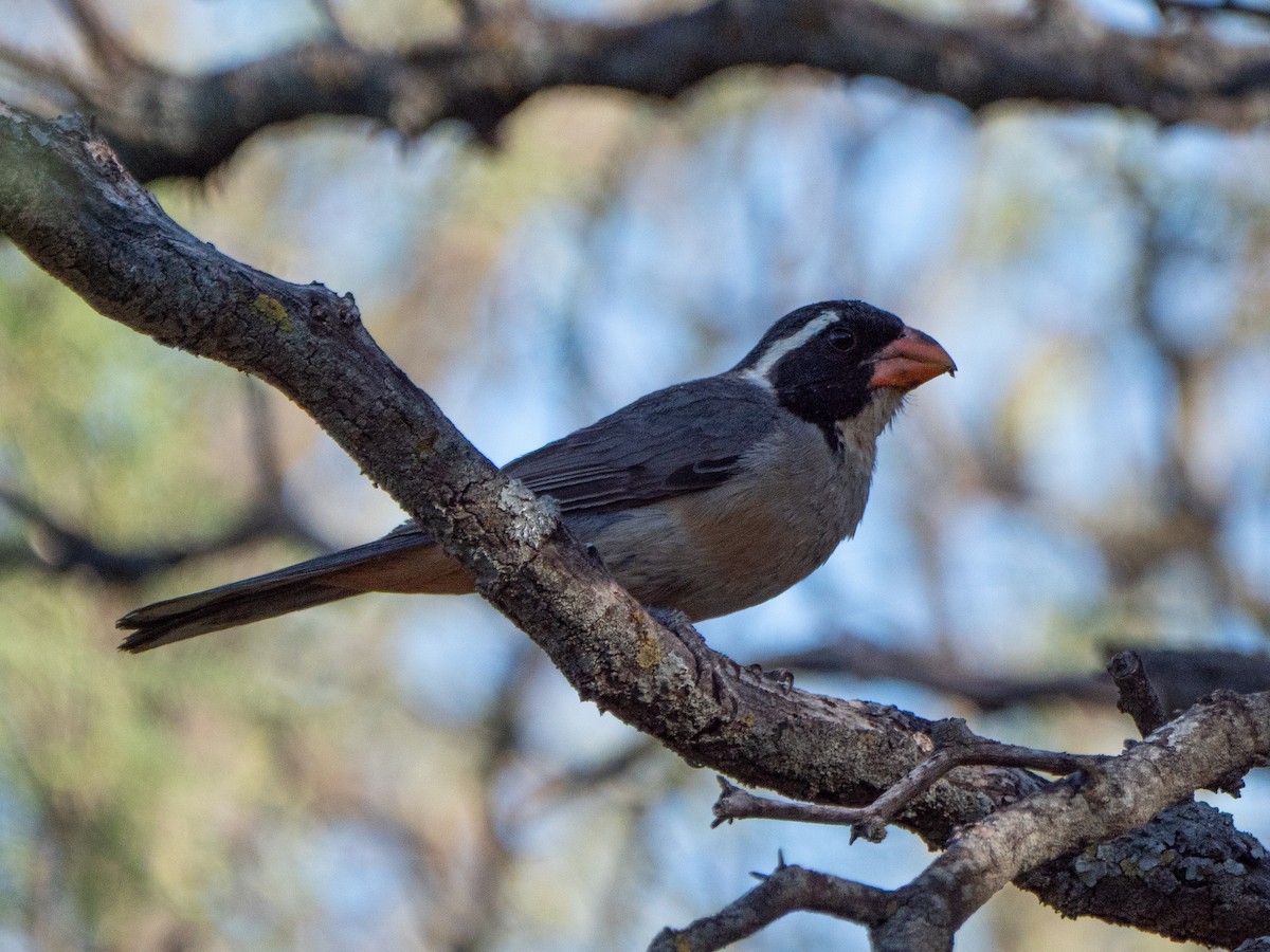 Golden-billed Saltator - ML645908929