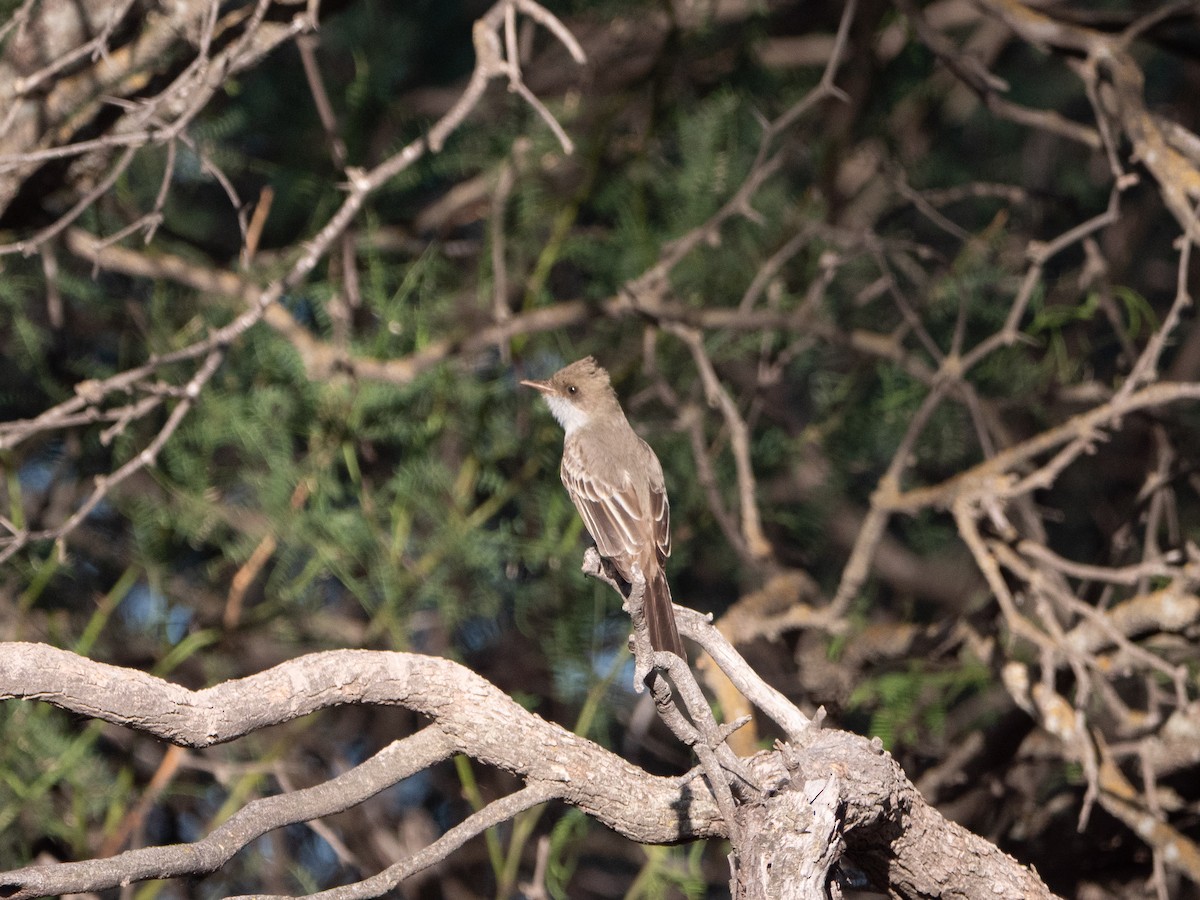 Swainson's Flycatcher - ML645908937