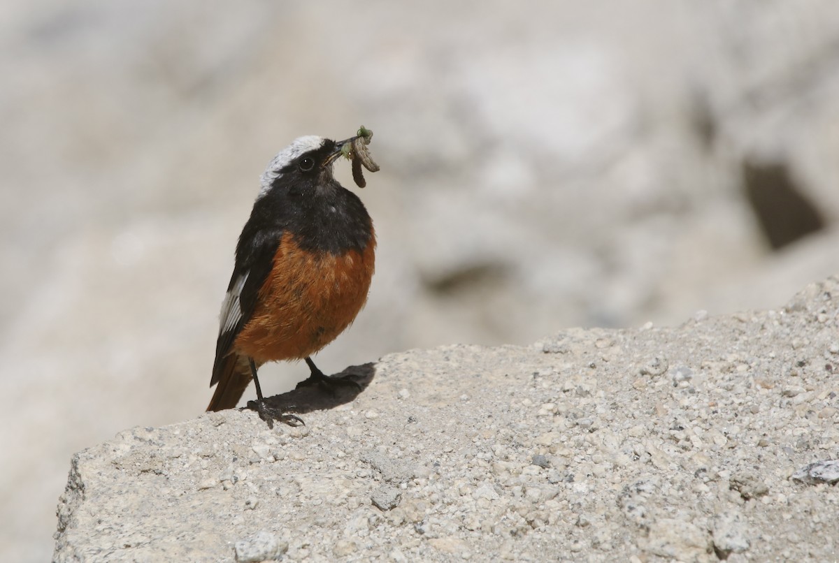 White-winged Redstart - ML645908939
