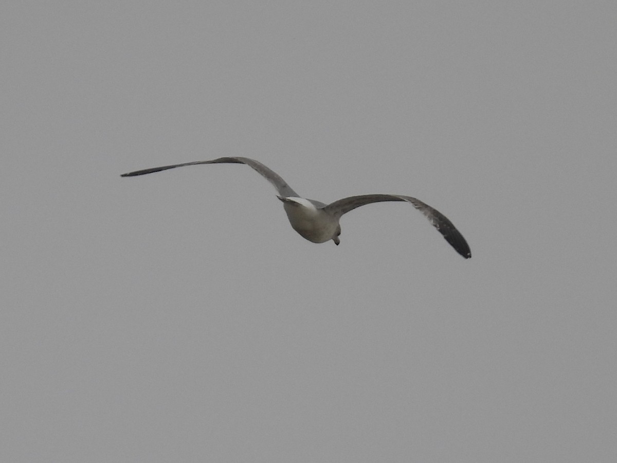 gull sp. - ML645908944