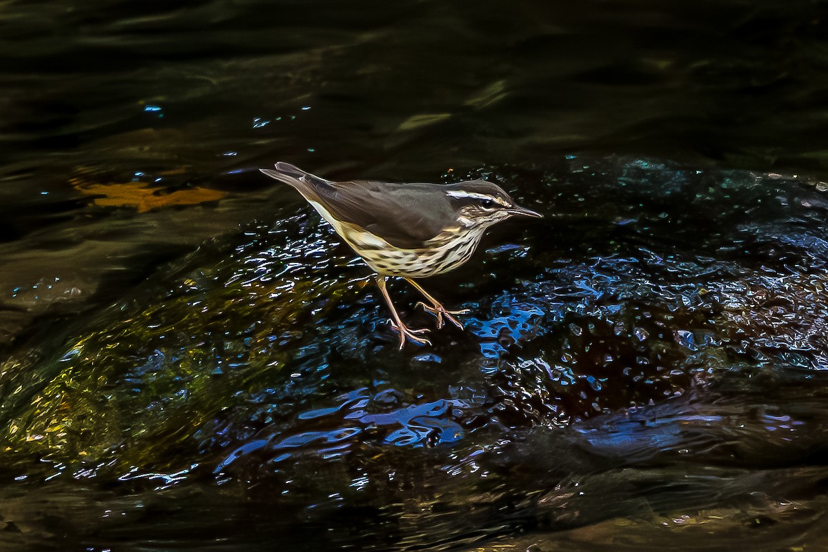 Louisiana Waterthrush - ML645908955