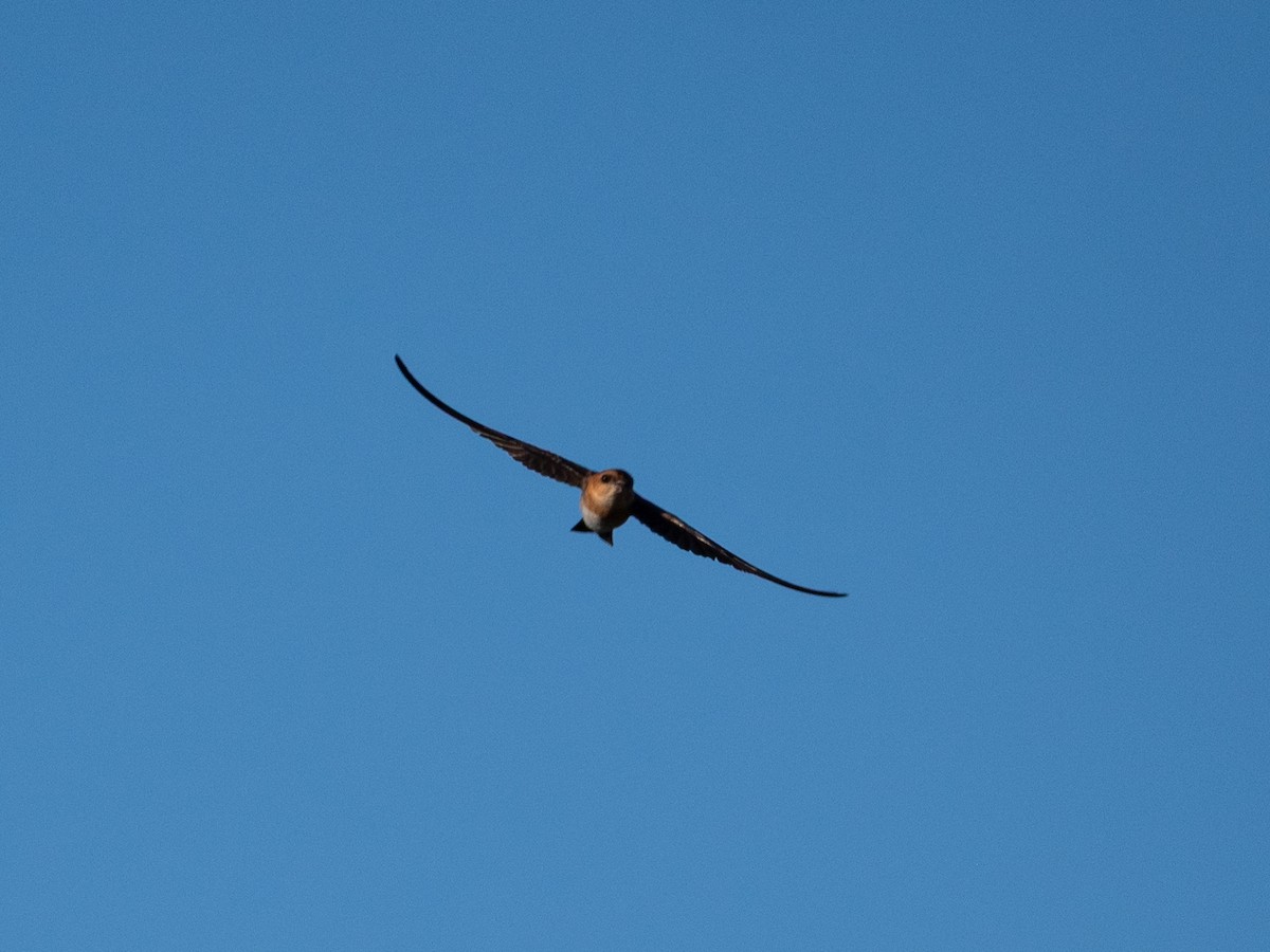 Tawny-headed Swallow - ML645908956