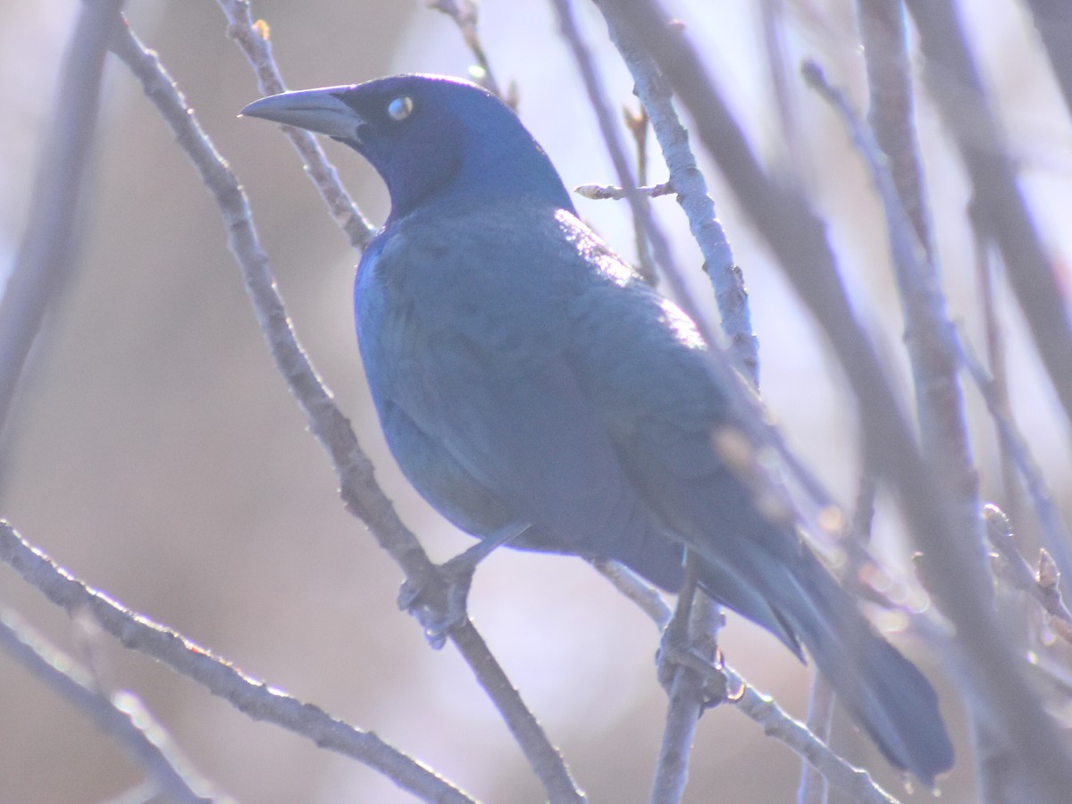 Common Grackle (Bronzed) - ML645908958