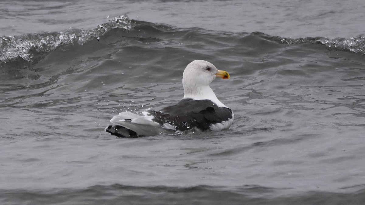 Büyük Kara Sırtlı Martı - ML645908961