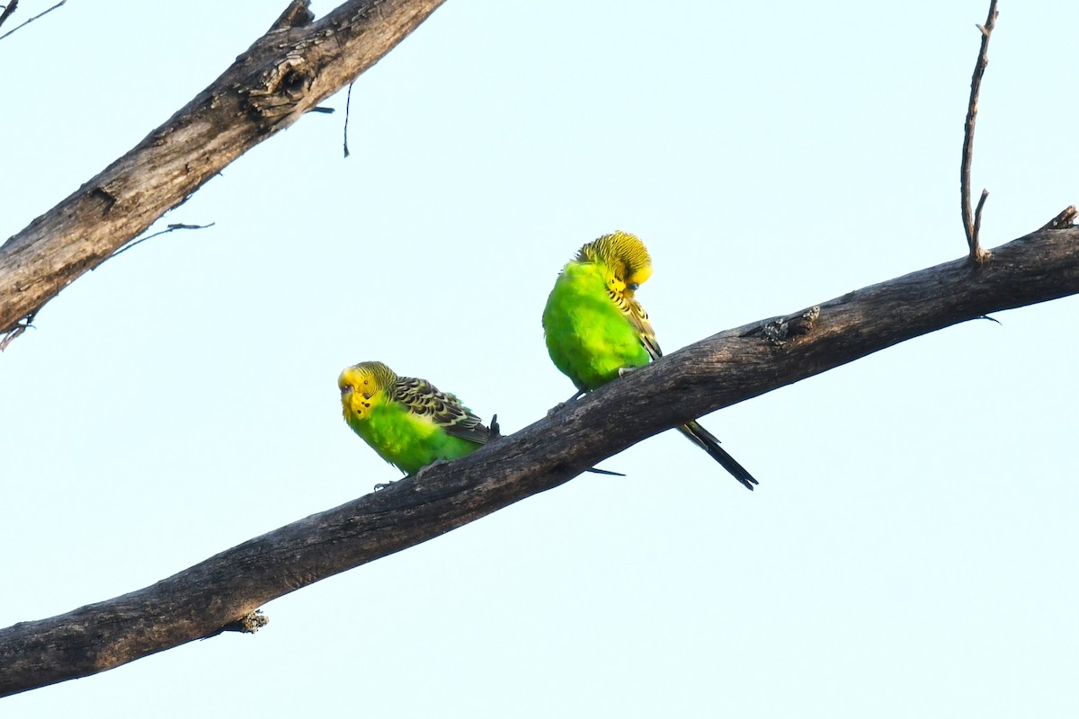 Budgerigar - ML645908971