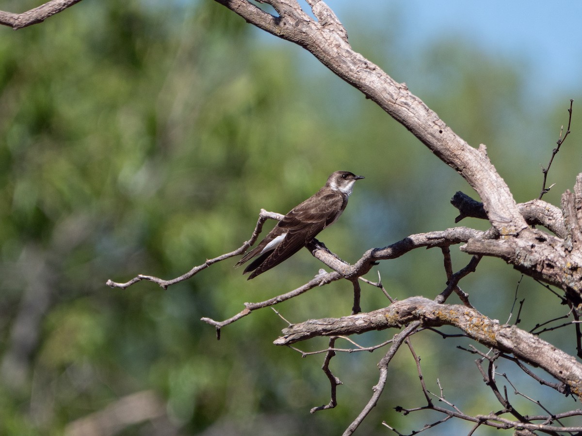 Brown-chested Martin - ML645908972