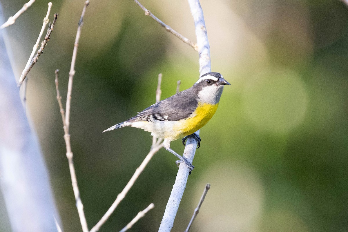 Bananaquit (Continental) - ML645908975