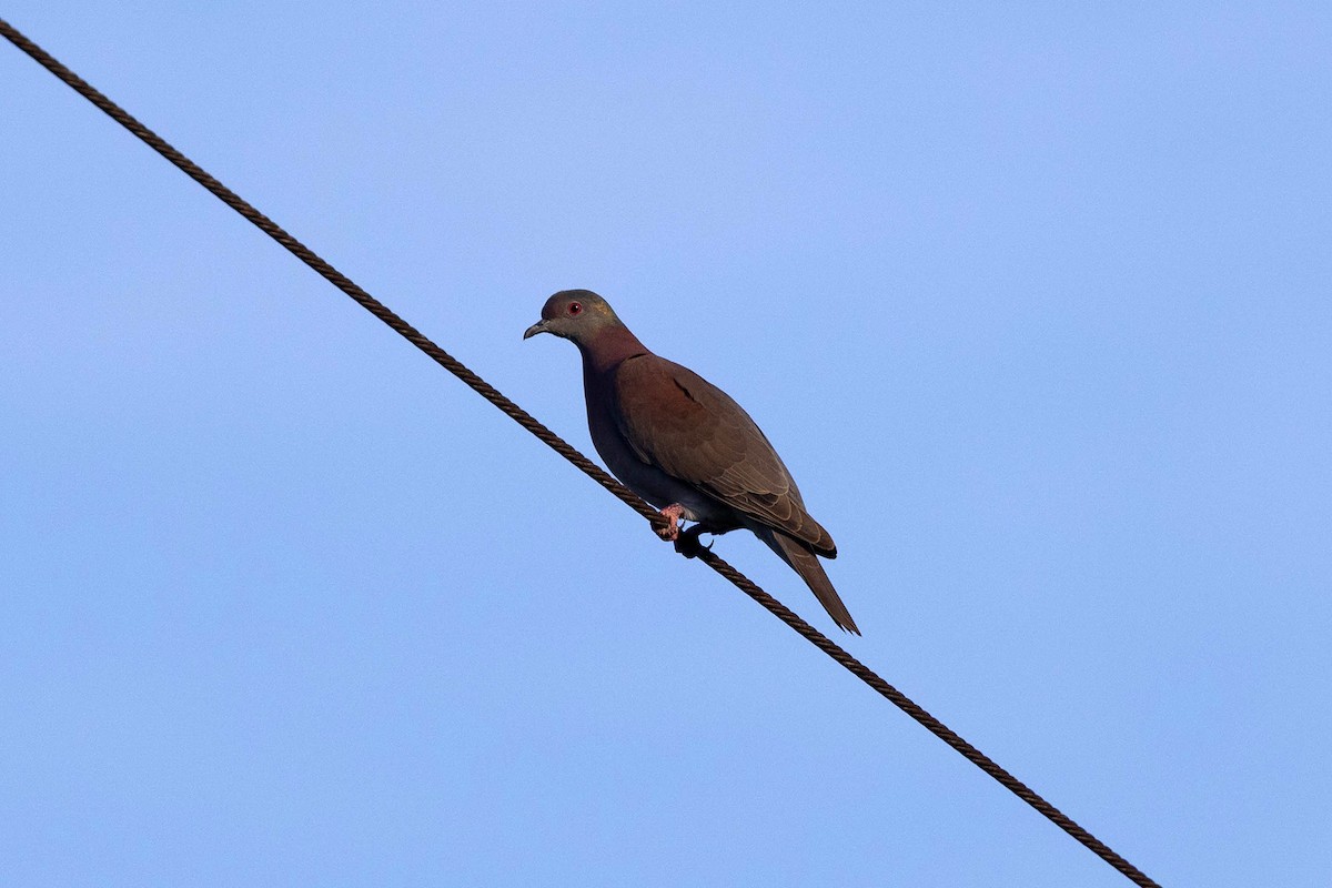 Paloma Colorada - ML645908983