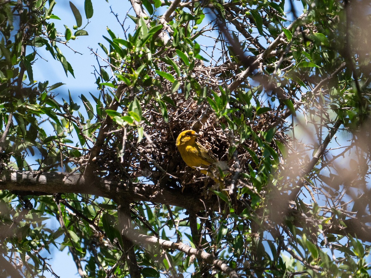 Saffron Finch - ML645908985