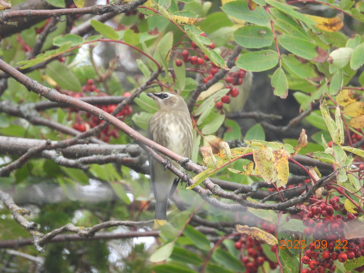 brkoslav americký - ML645909009