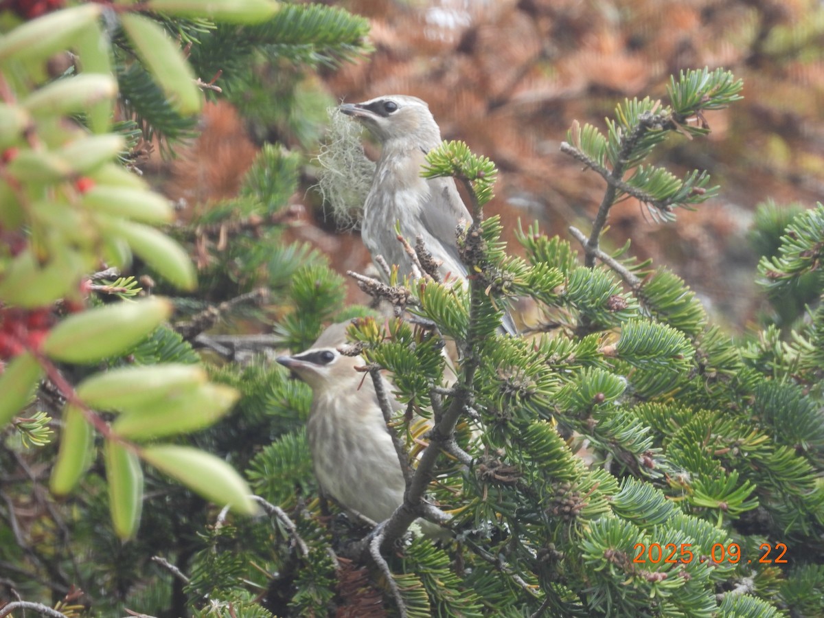 brkoslav americký - ML645909010