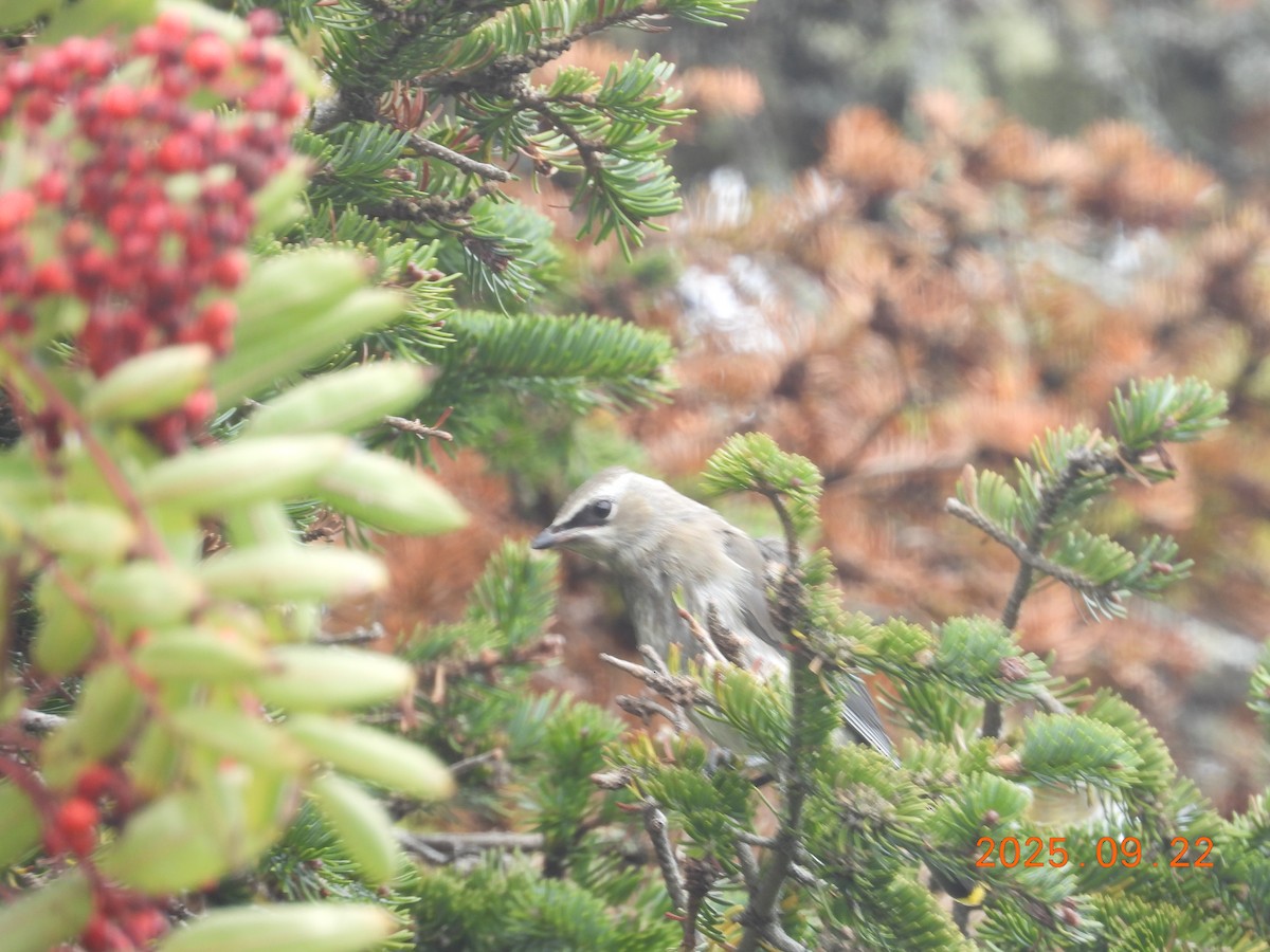 brkoslav americký - ML645909011