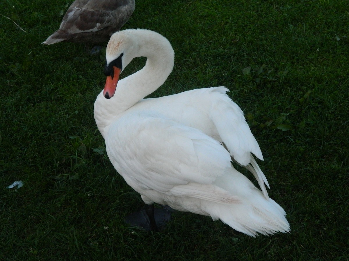 Лебідь-шипун - ML645909013