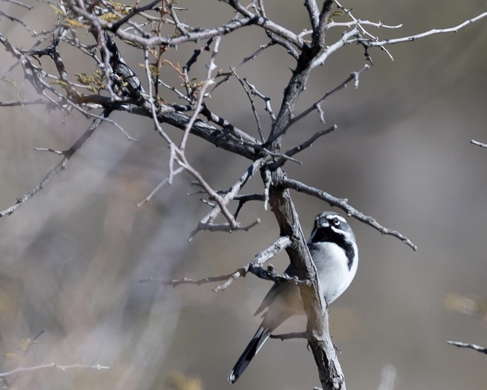 Black-throated Sparrow - ML645909018