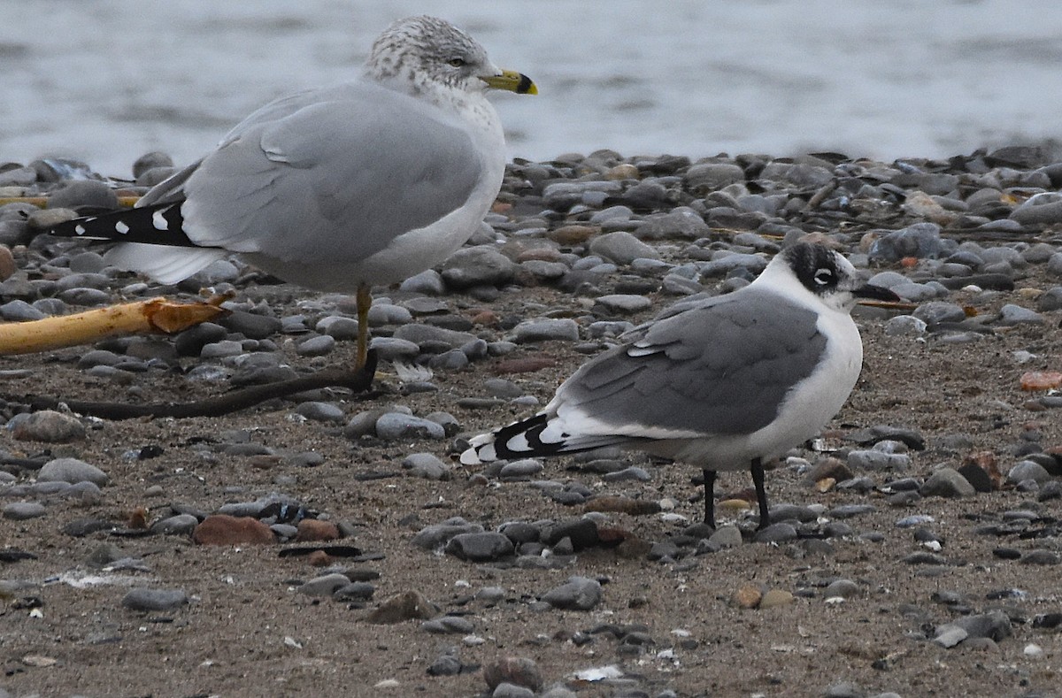 Franklin's Gull - ML645909023
