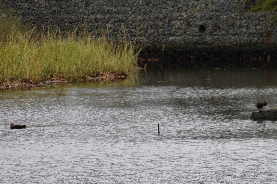 American Black Duck - ML645909026