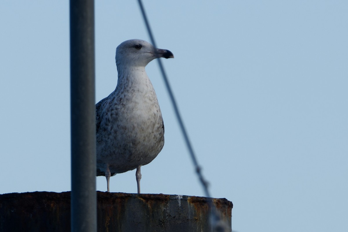 Büyük Kara Sırtlı Martı - ML645909037