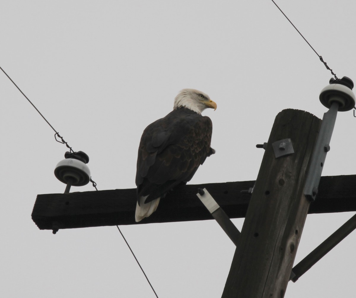 Bald Eagle - ML645909039