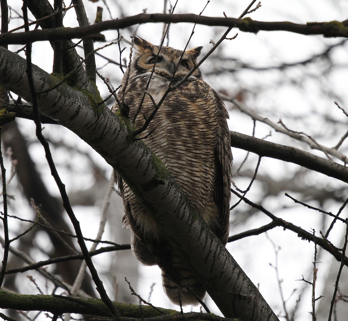 Great Horned Owl - ML645909053
