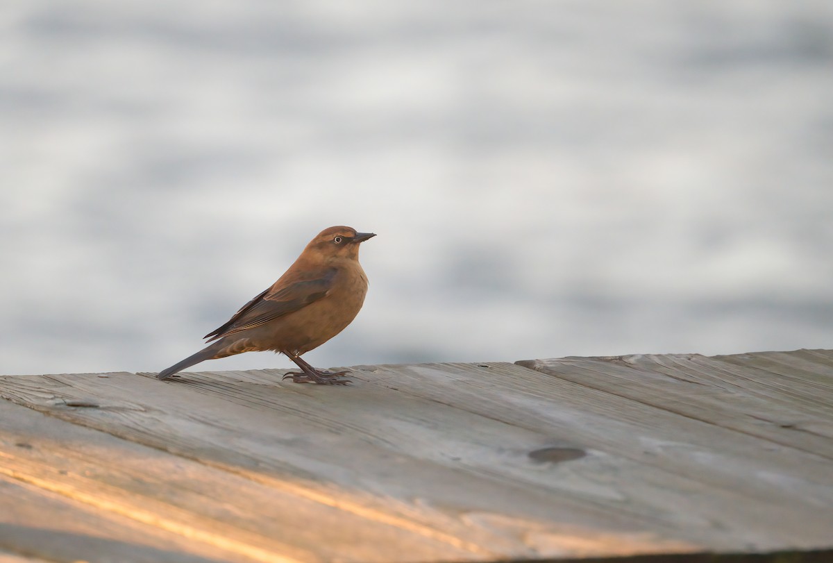 Rusty Blackbird - ML645909054
