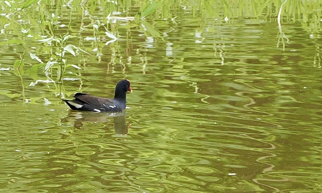 Курочка латиноамериканська - ML645909055