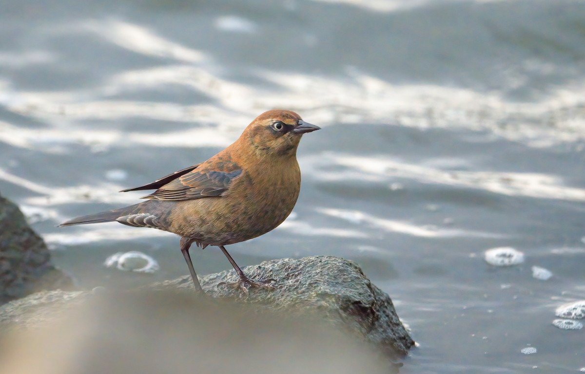 Rusty Blackbird - ML645909060