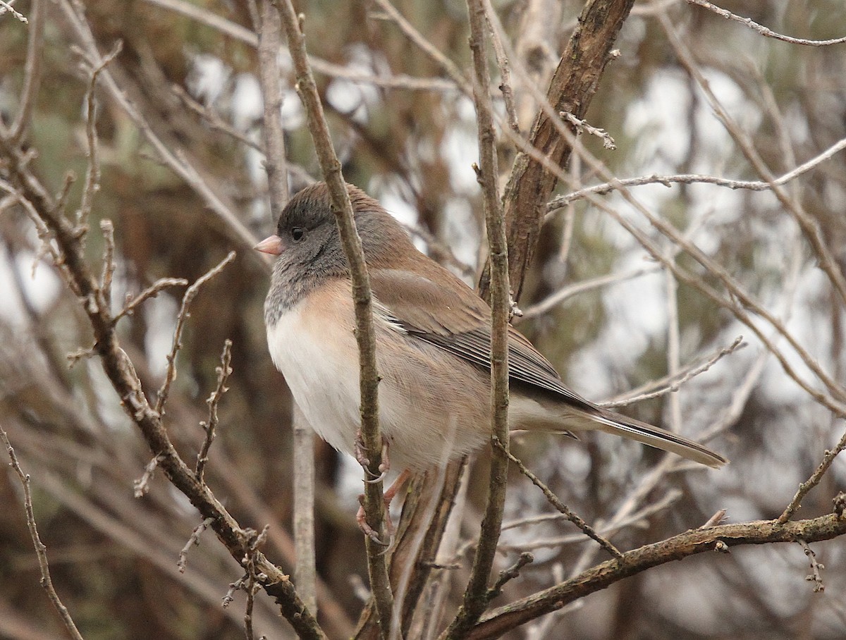 Dark-eyed Junco - ML645909064