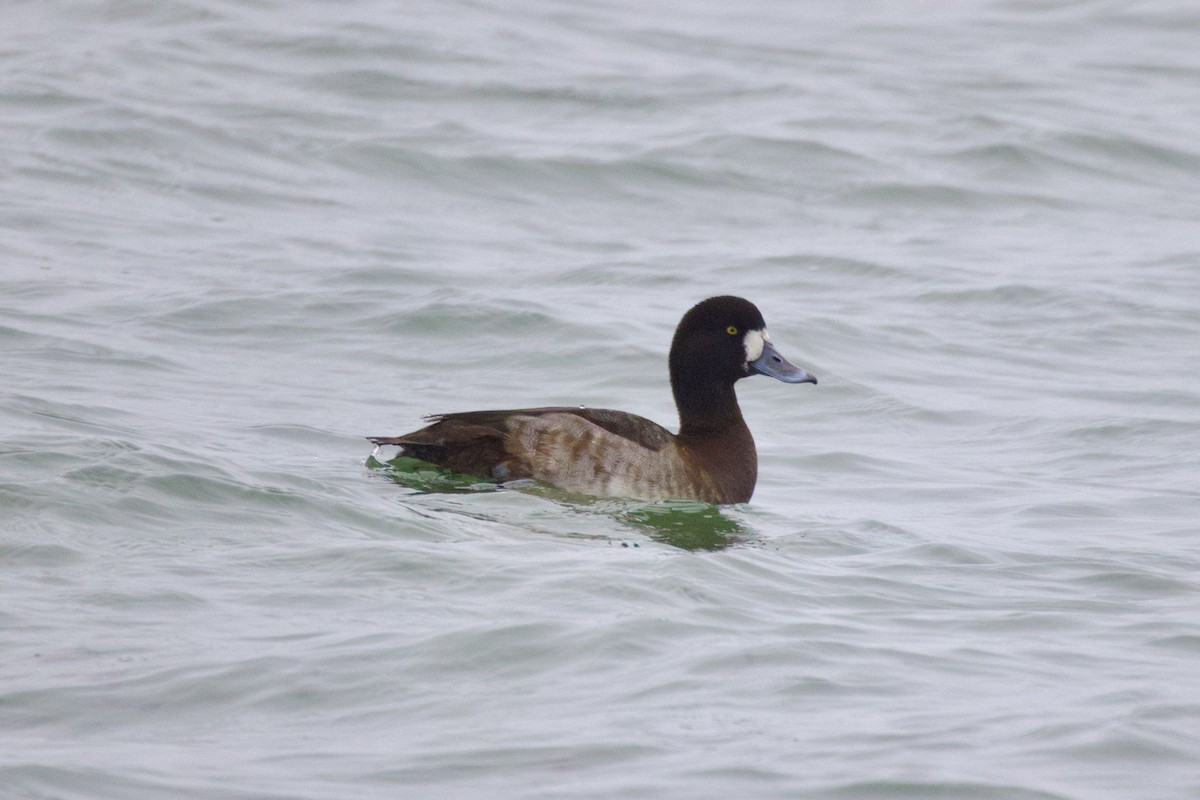 スズガモ - ML645909072