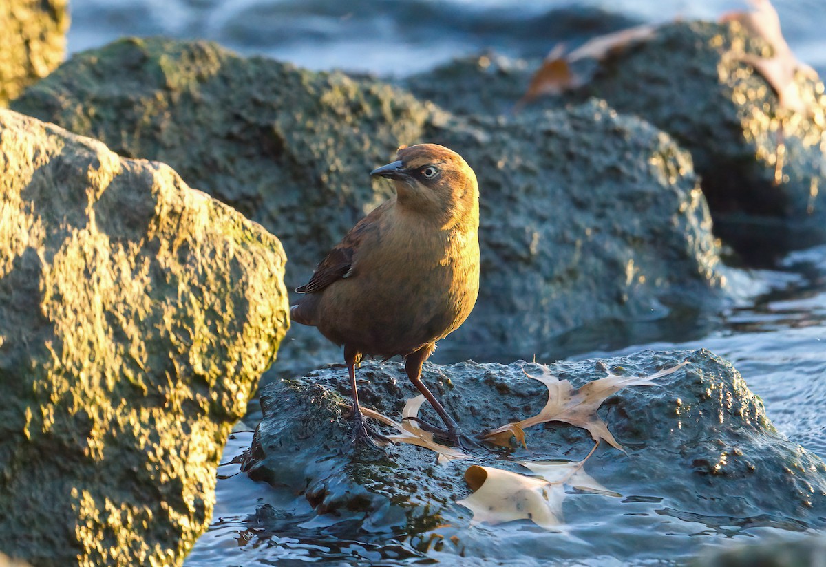 Rusty Blackbird - ML645909073