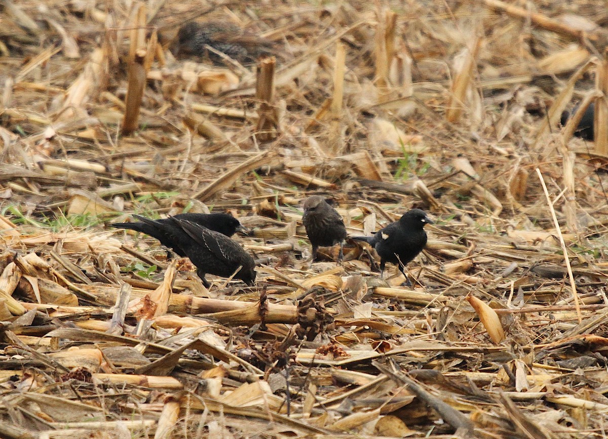 Sargento Tricolor - ML645909076
