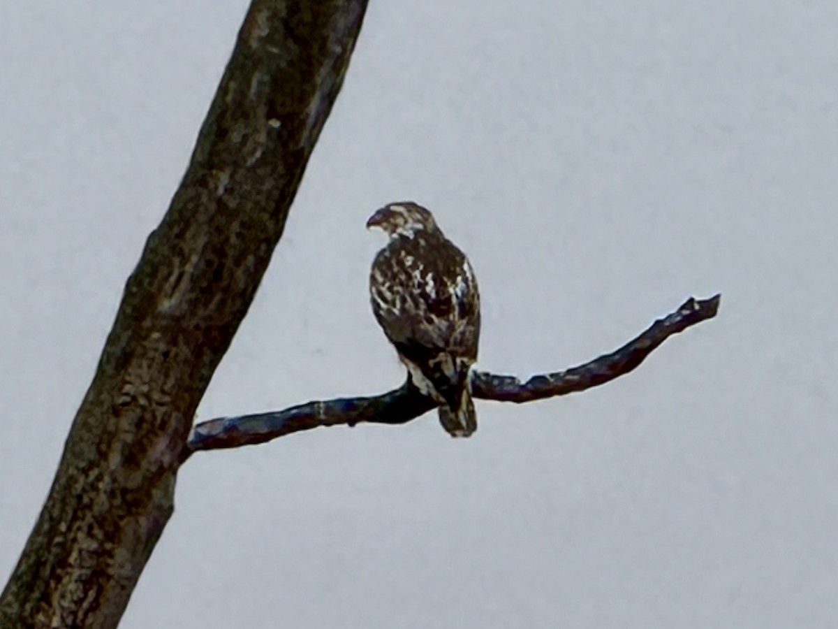 Red-tailed Hawk - ML645909078