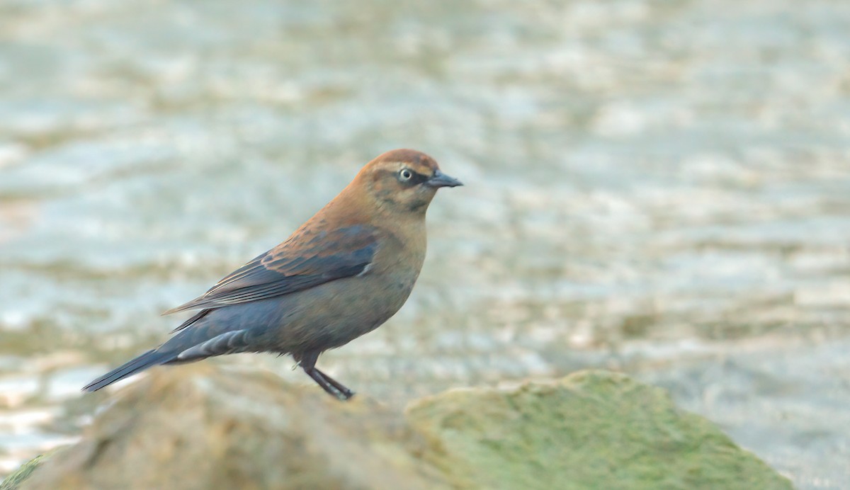Rusty Blackbird - ML645909097