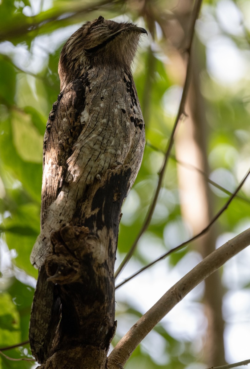 Northern Potoo - ML645909102