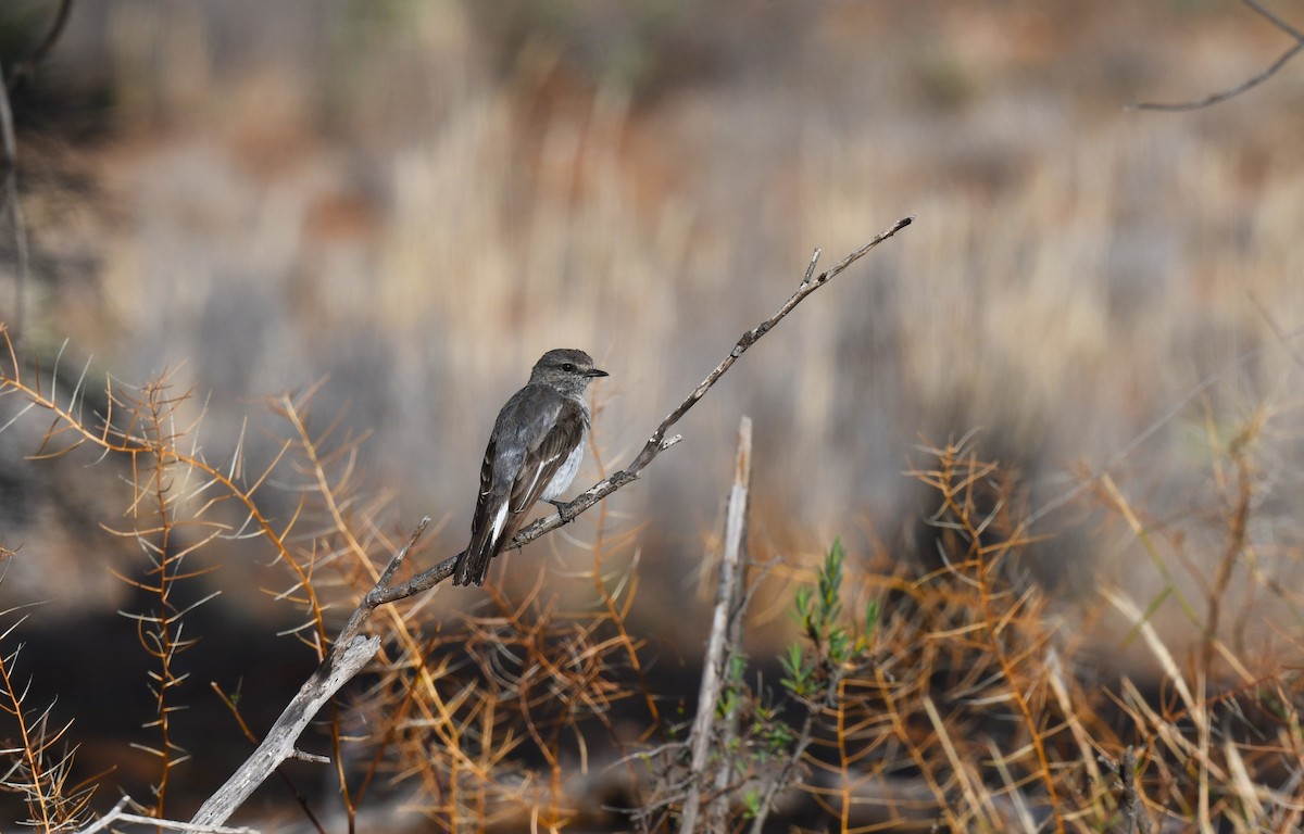 Пегая дриада - ML645909115