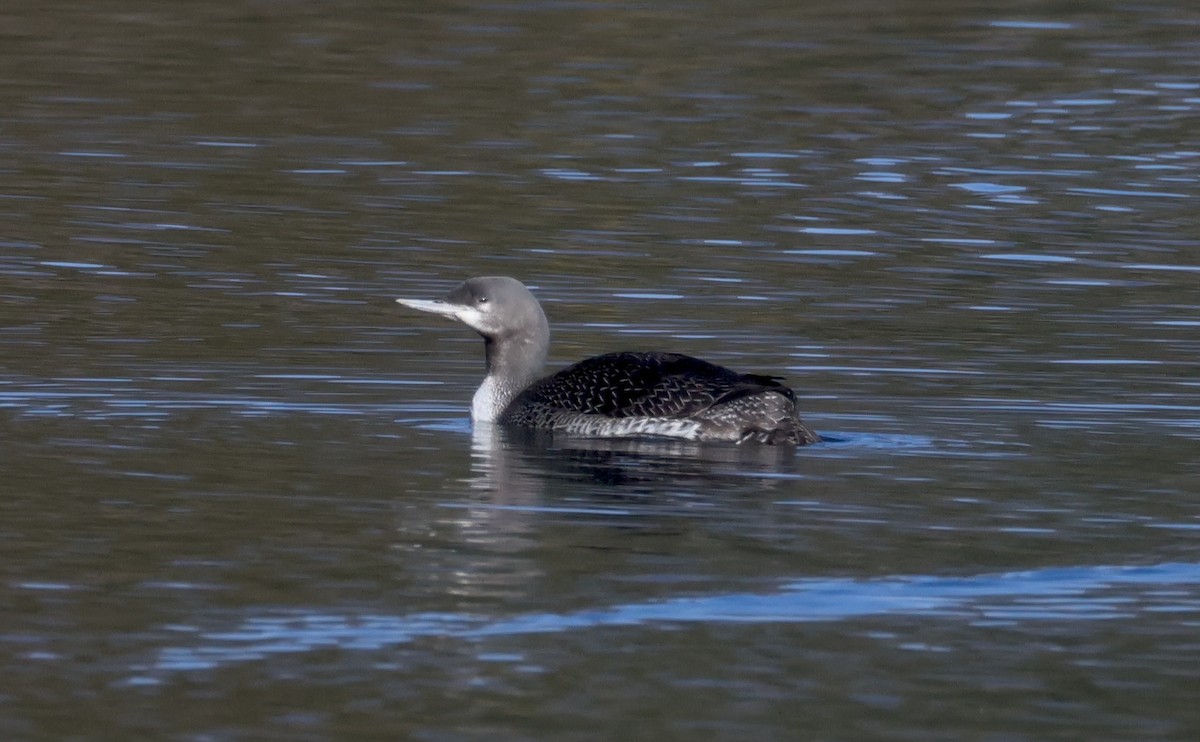 Red-throated Loon - ML645909117