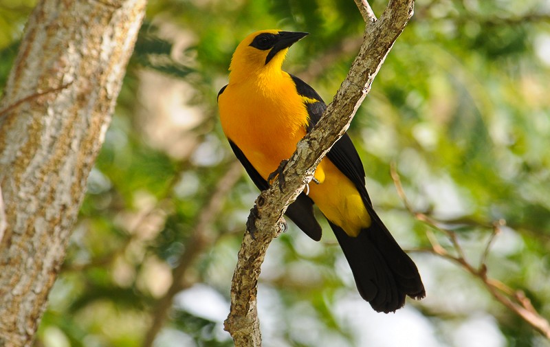 Oriole Blackbird - ML645909126