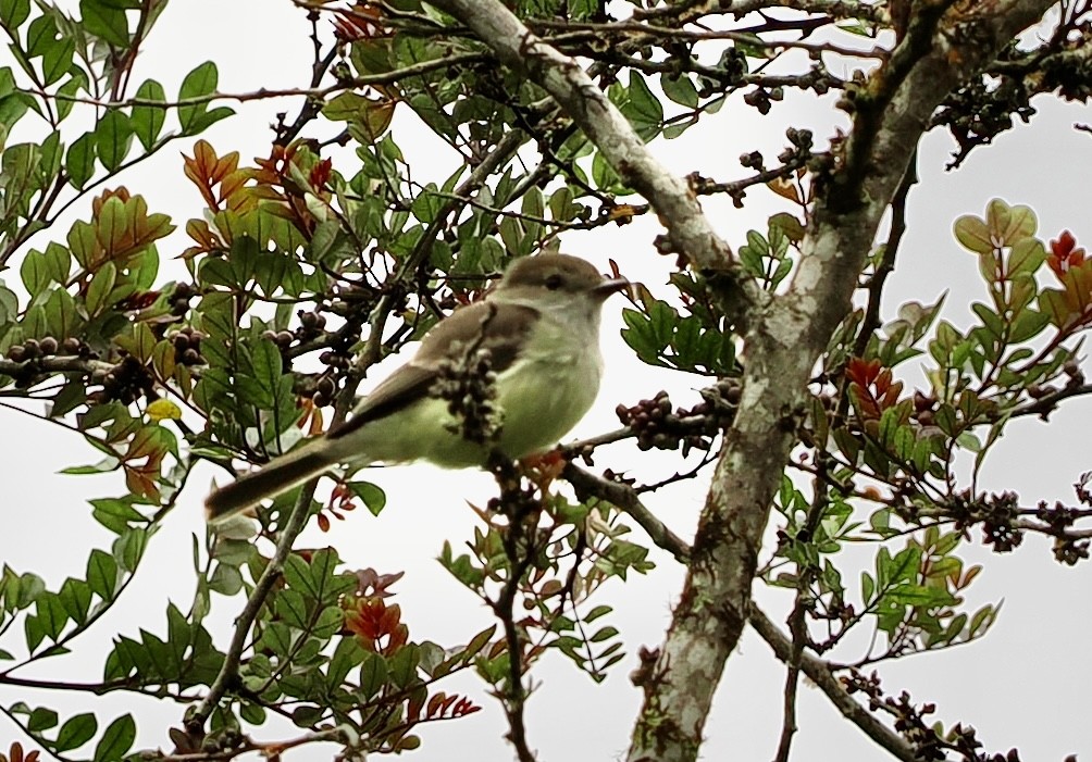 Галапагосский миарх - ML645909127