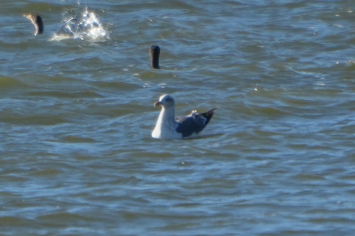 Lesser Black-backed Gull - ML645909128