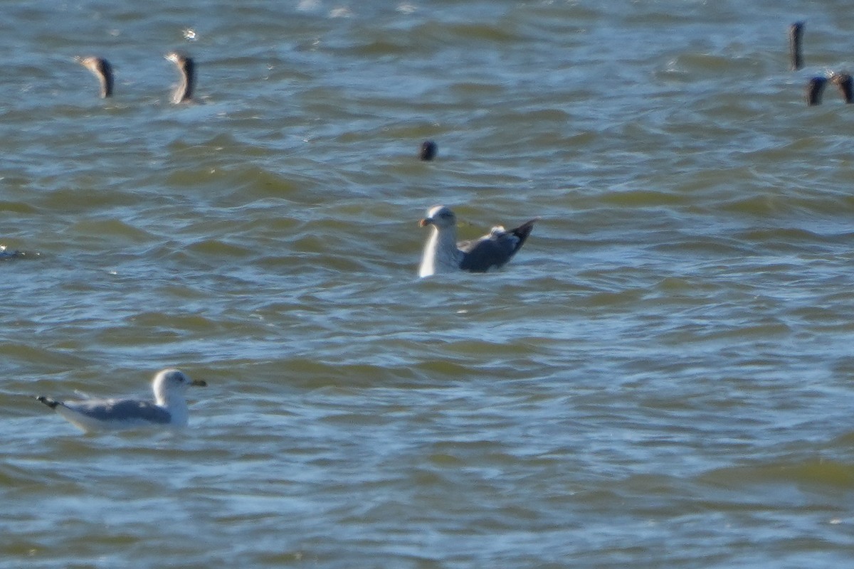 Lesser Black-backed Gull - ML645909129