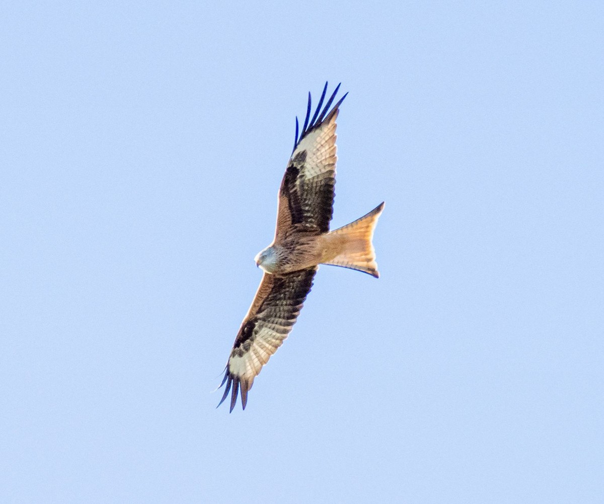 luňák červený - ML645909134