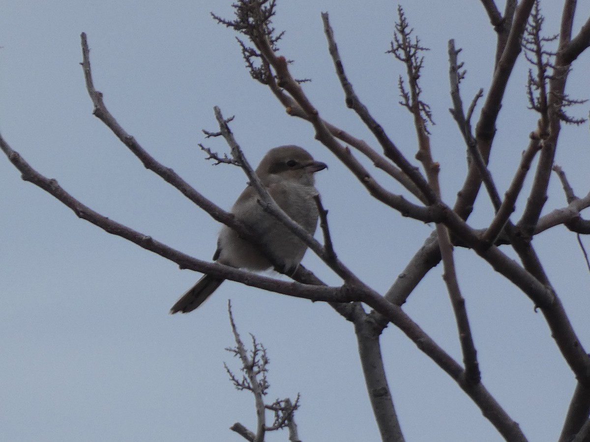 オオモズ - ML645909137