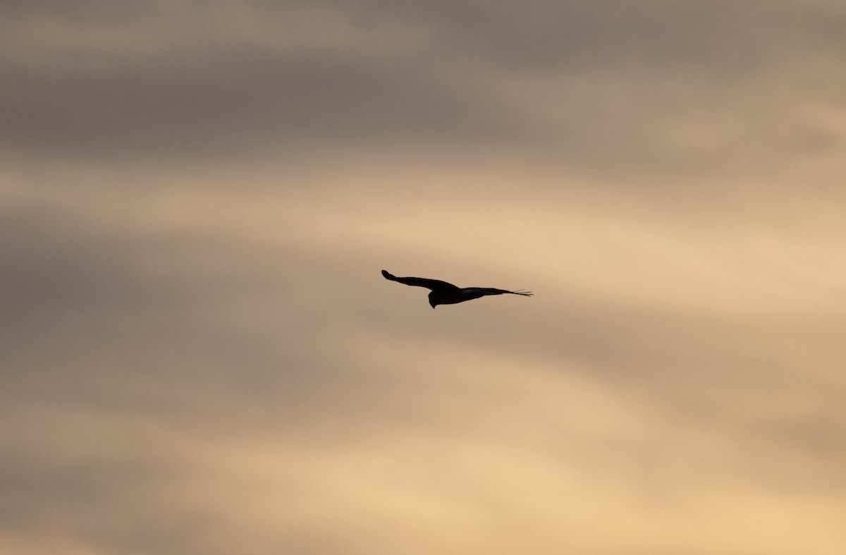 Лунь американський - ML645909150