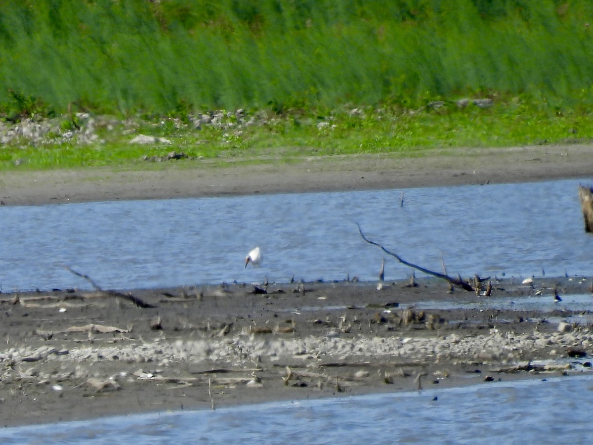 Wood Stork - ML645909154